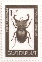 рогач