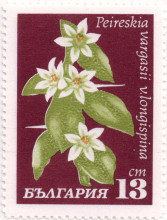 13 стотинки