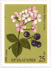 25 стотинки