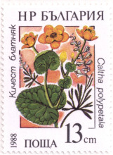 13  стотинки