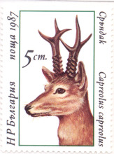 5 стотинки