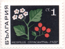 1 стотинка