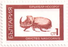 бъмбар носорог
