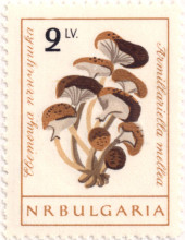 2 лева