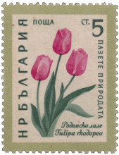 5 стотинки