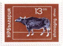 13 стотинки