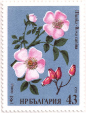 43 стотинки