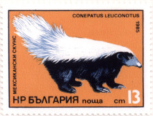 13  стотинки
