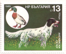 13  стотинки