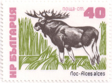 40 стотинки