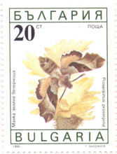 20 стотинки