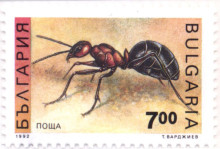 7 лева