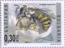 30 стотинки
