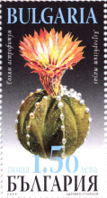 1.50 кактуси