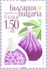 1,50 лева смокиня
